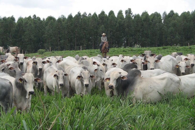 Leilão CFM BullTrade 2019 venderá 400 touros